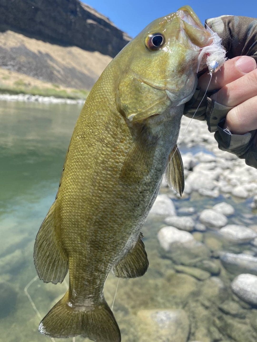 fly-fishing-for-smallmouth-bass-flies-and-techniques-sipping-mayflies