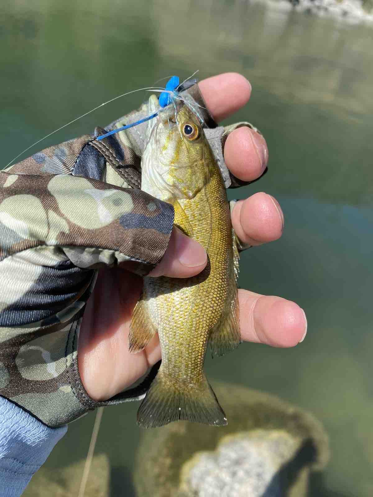 Smallmouth bass eats a dragonfly damselfy pattern