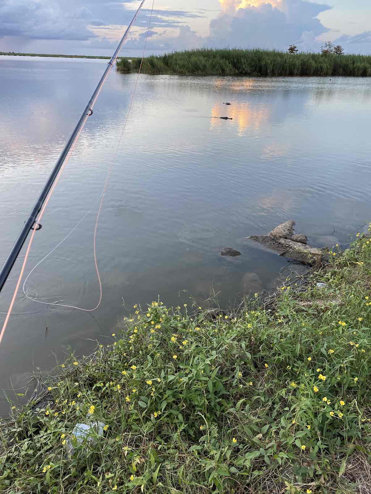 Fly fishing from shore in Louisiana while being watched by alligators