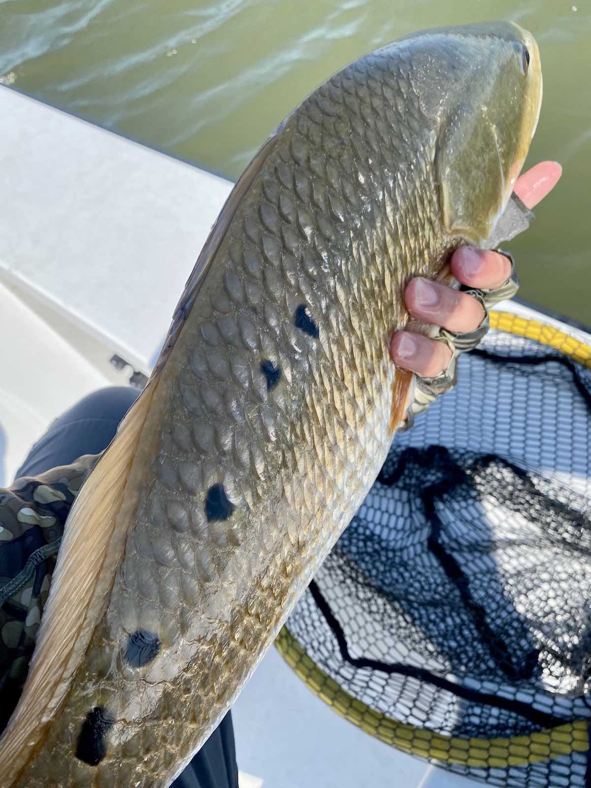 Redfish in Louisiana with multiple spots