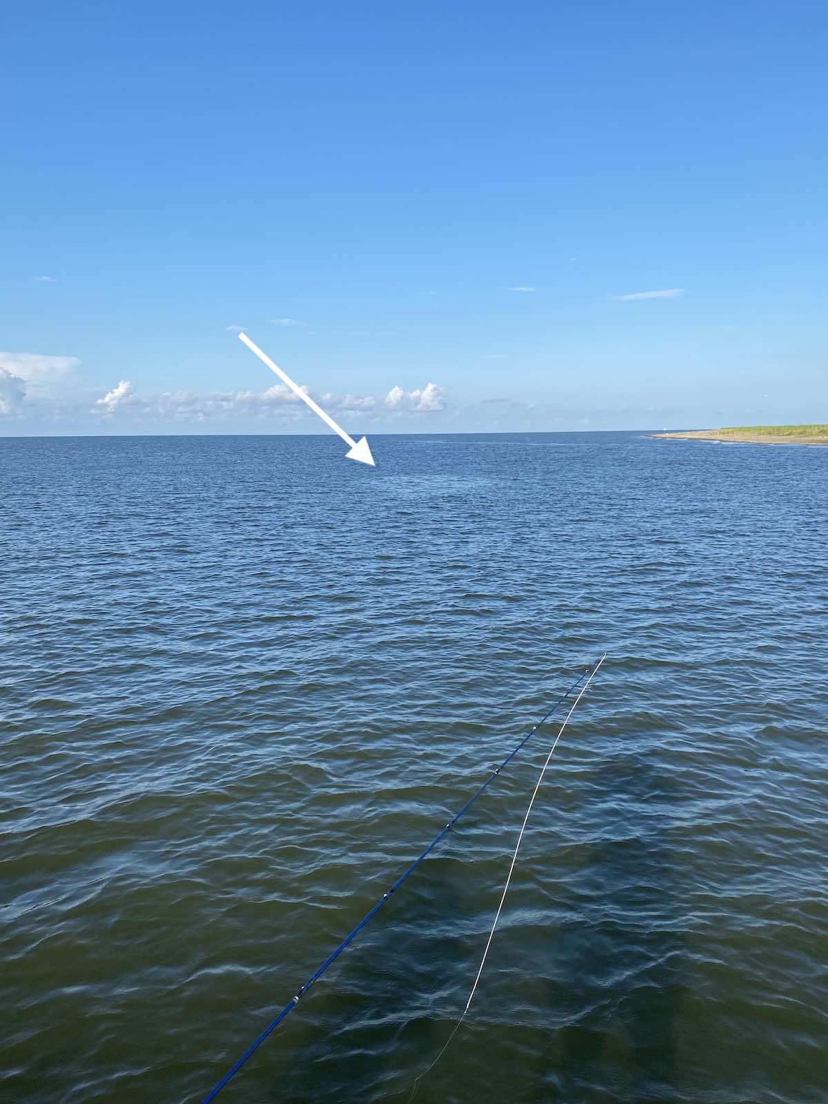 Oil slick from school of baitfish being eaten by predatory fish