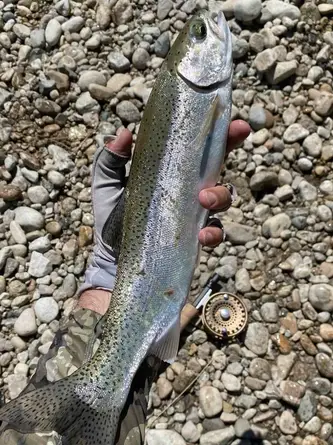 https://sippingmayflies.com/wp-content/uploads/2022/09/trout-caught-on-budget-fly-rod.jpg?ezimgfmt=rs:334x445/rscb1/ng:webp/ngcb1