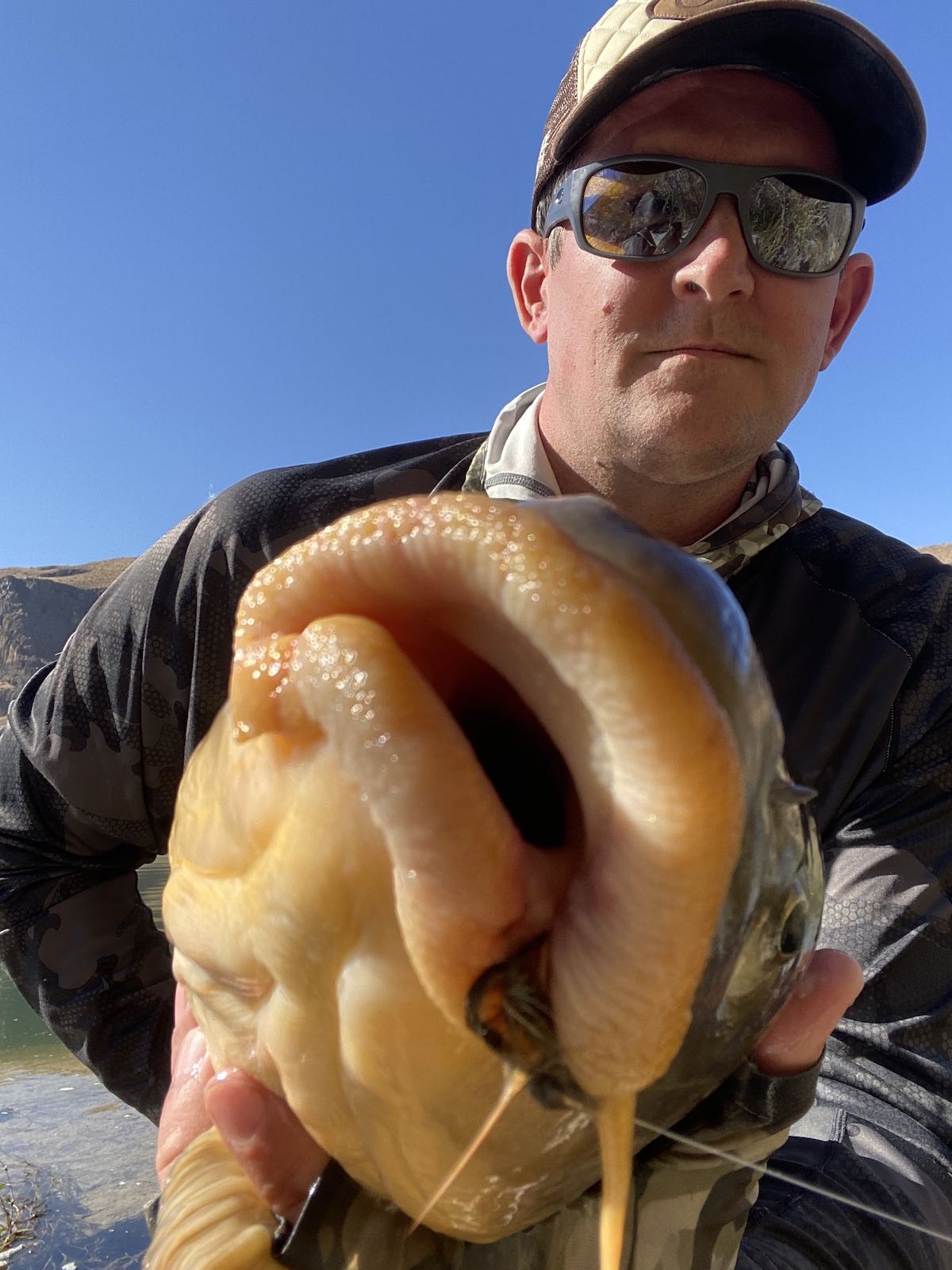 Close-up picture of carp lips and barbells