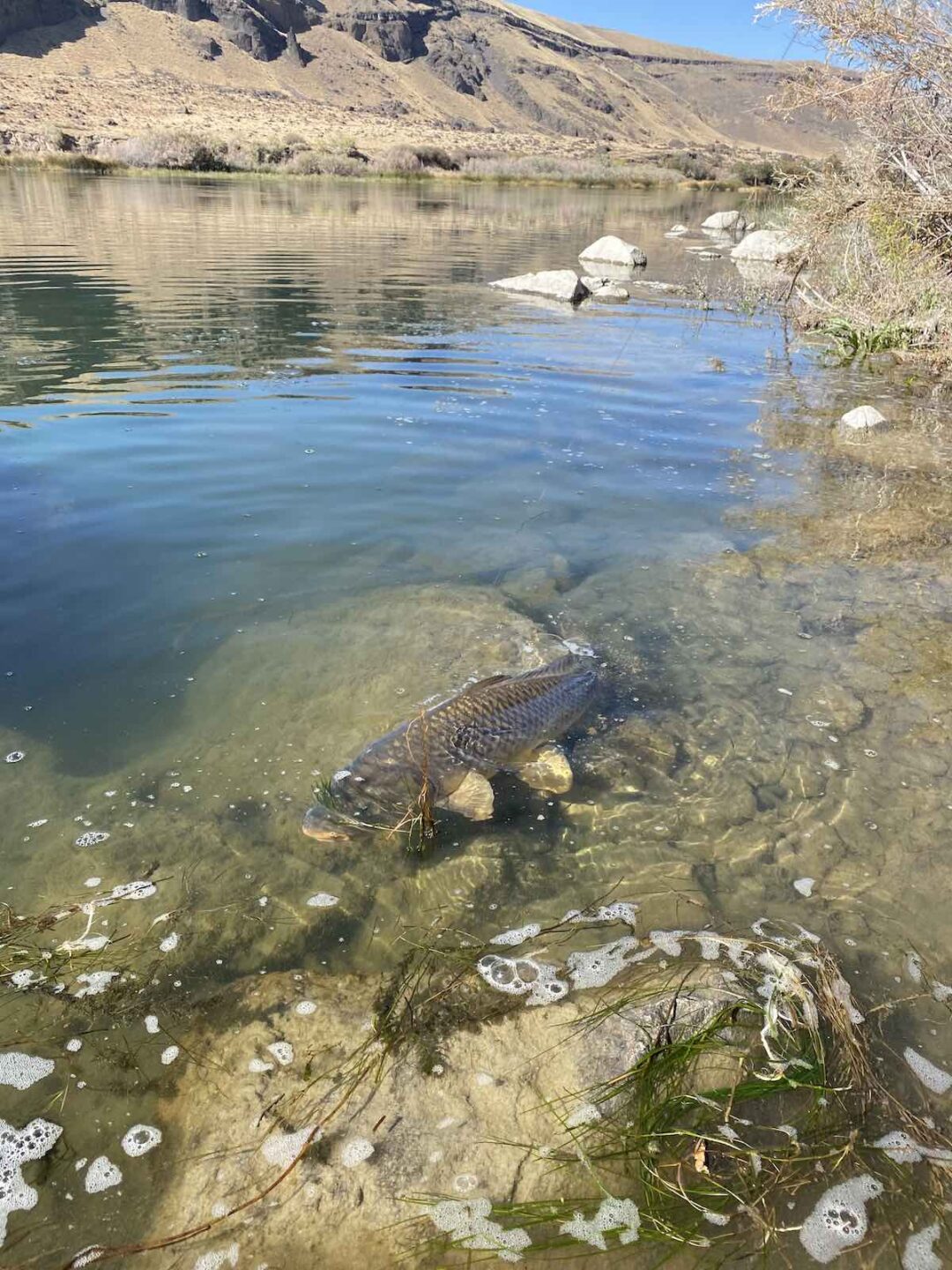 Fly Fishing for Carp Flies and Techniques for Success