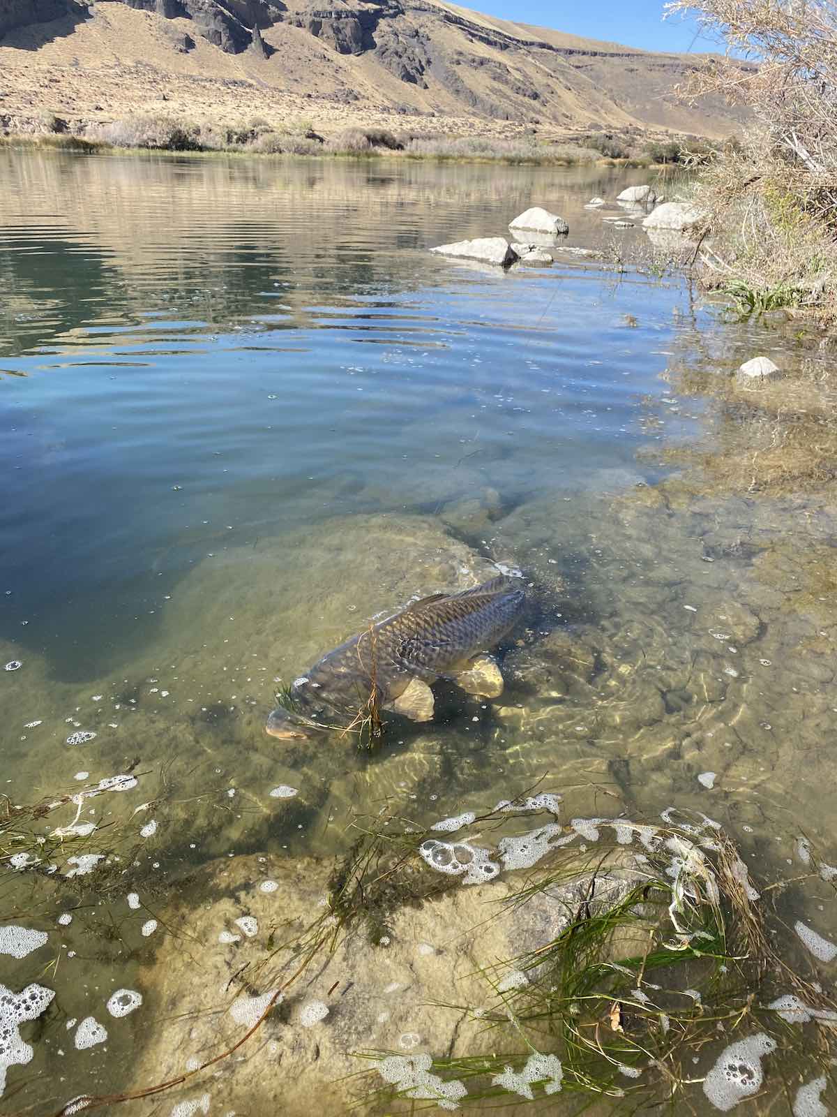 Landing a monster carp on the snake river