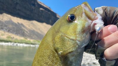 Smallmouth bass caught on fly on snake river