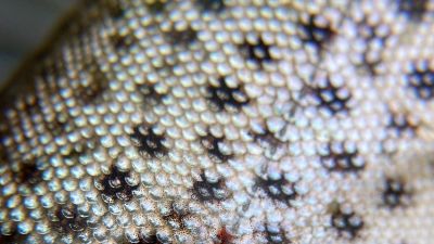 Close-up photograph of trout scales