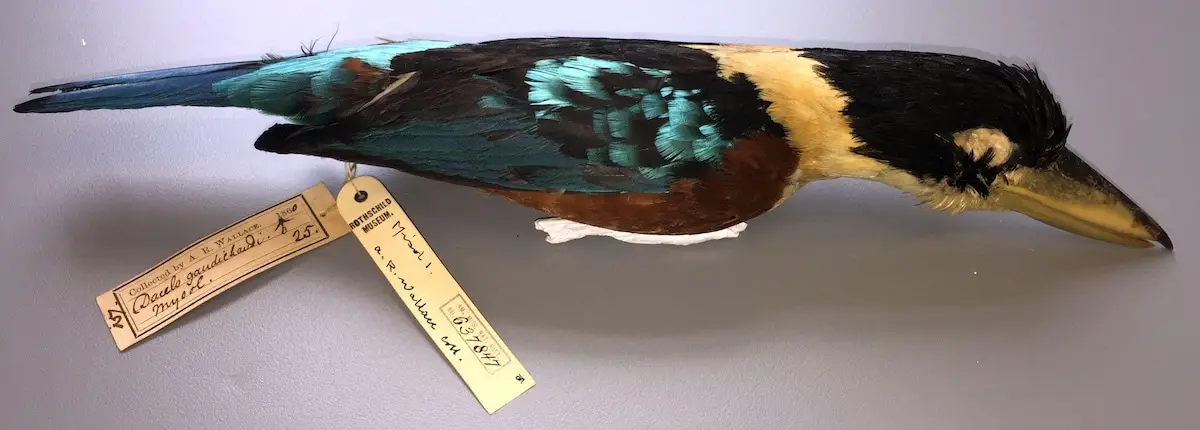 Rare bird skin taken during heist in England