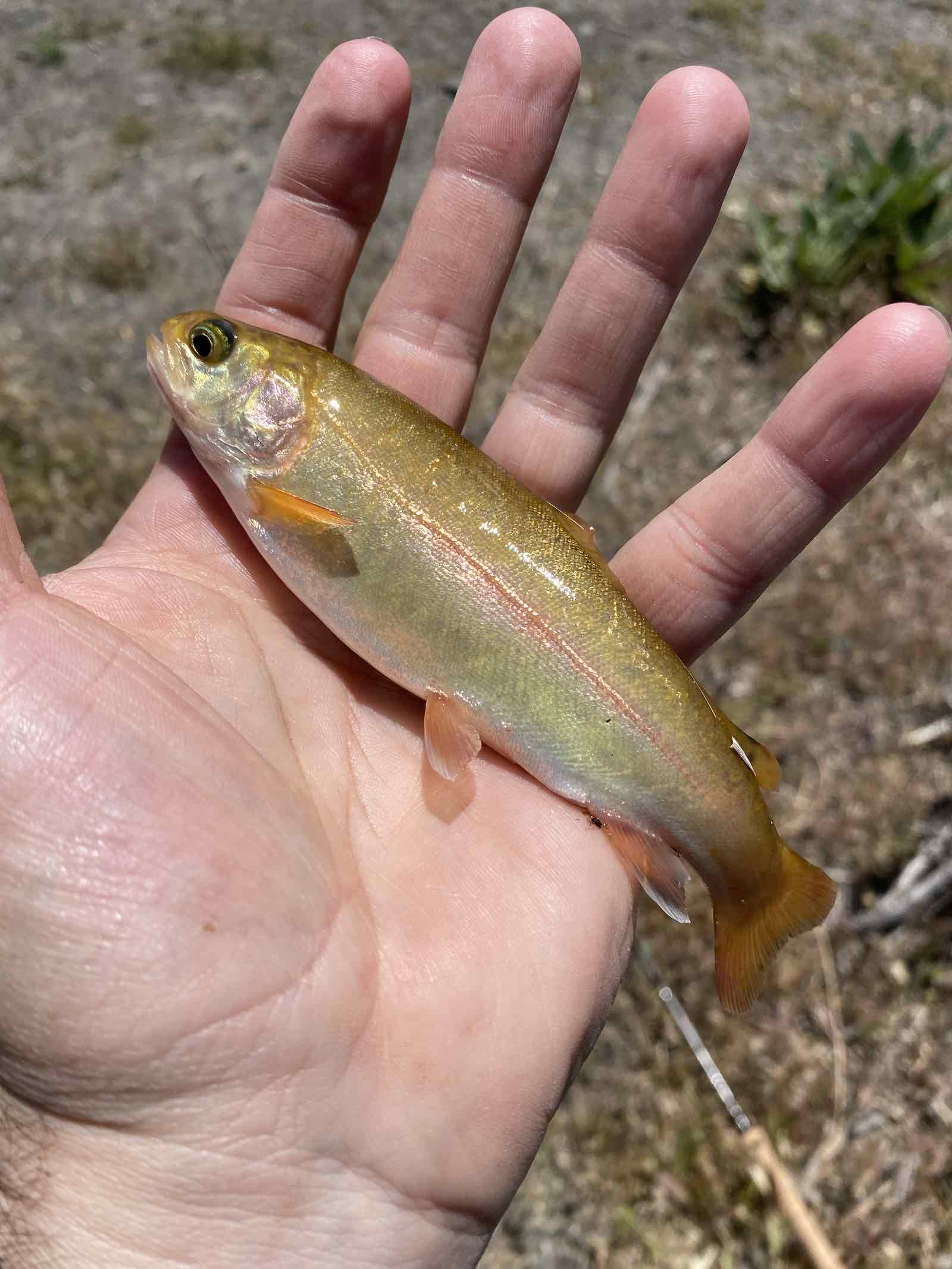 Golden colored rainbow trout (Oncorhynchus mykiss)