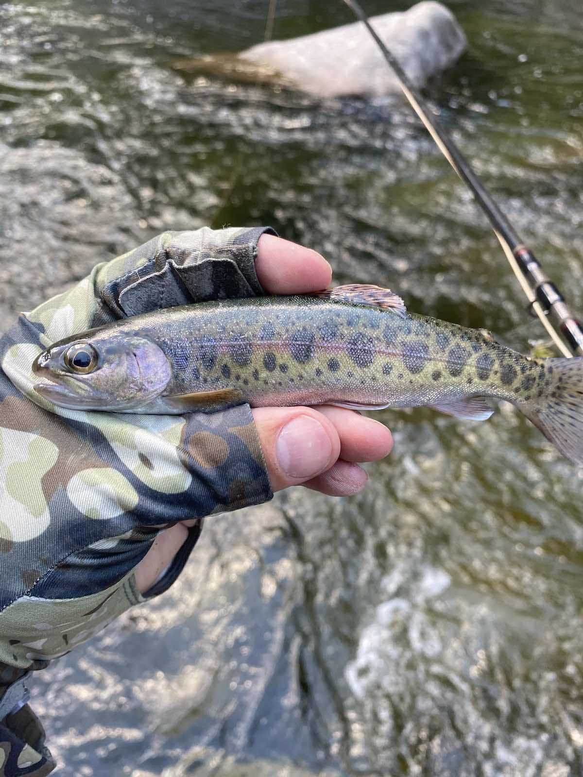Juvenile rainbow trout caught on fly in idaho