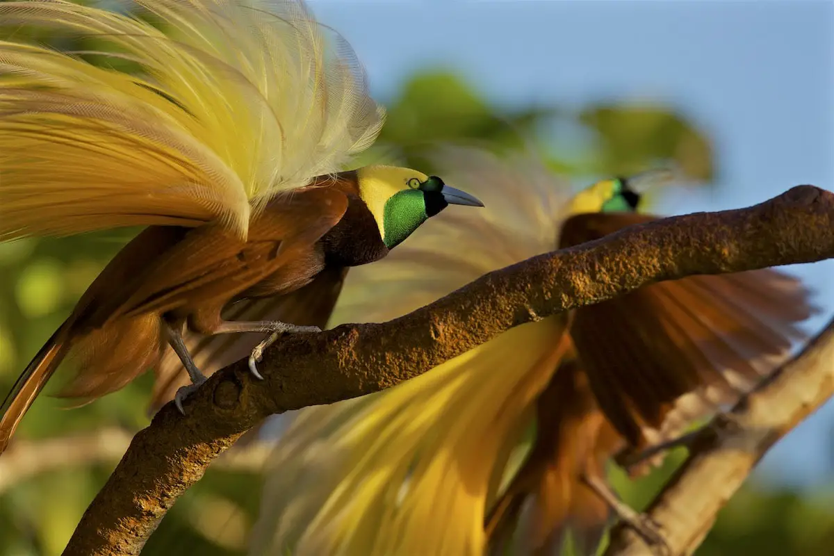 Living bird of paradise