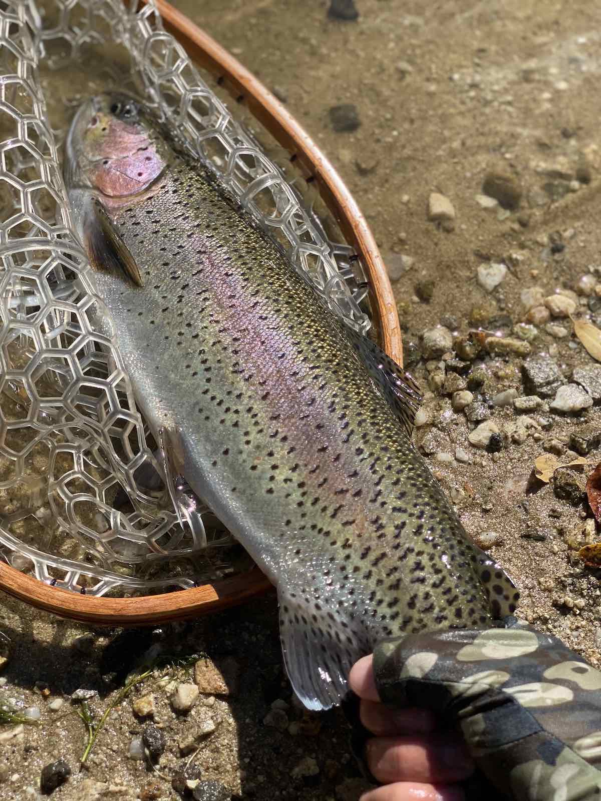 Rainbow trout caught in net while fishing on river using flies