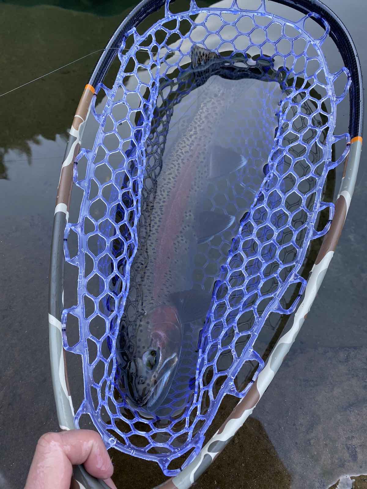 Rainbow trout landed in fishing net