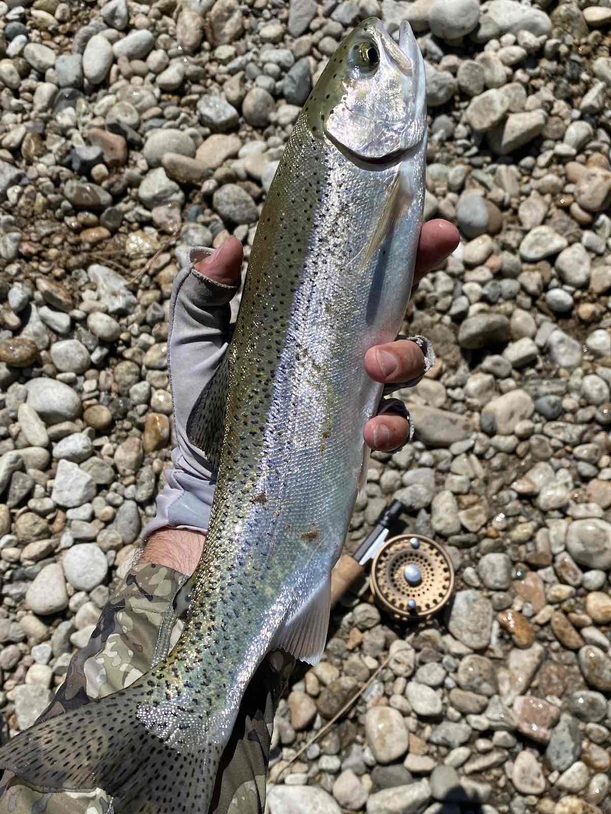 Feisty rainbow trout that ate a caddisfly pattern