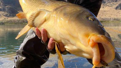 Giant carp fly fishing tactics