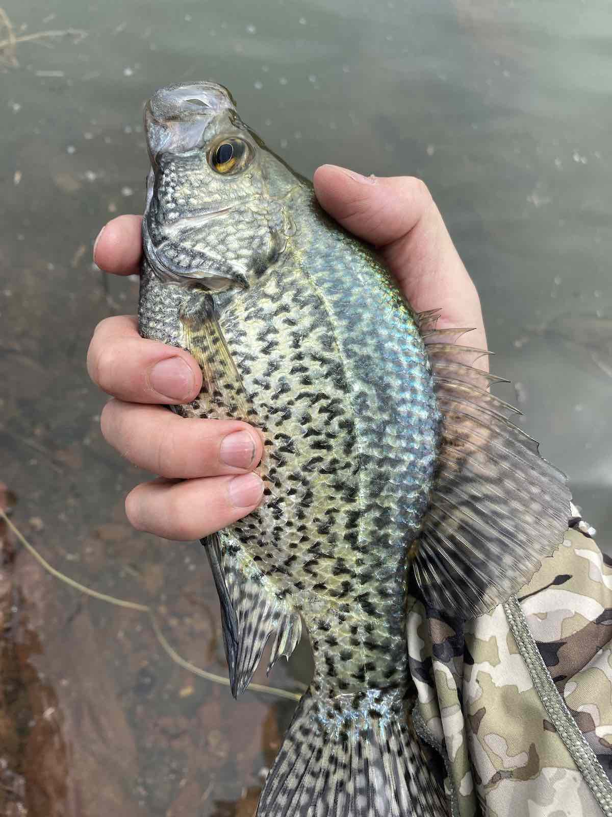 Pomoxis nigromaculatus fly fishing