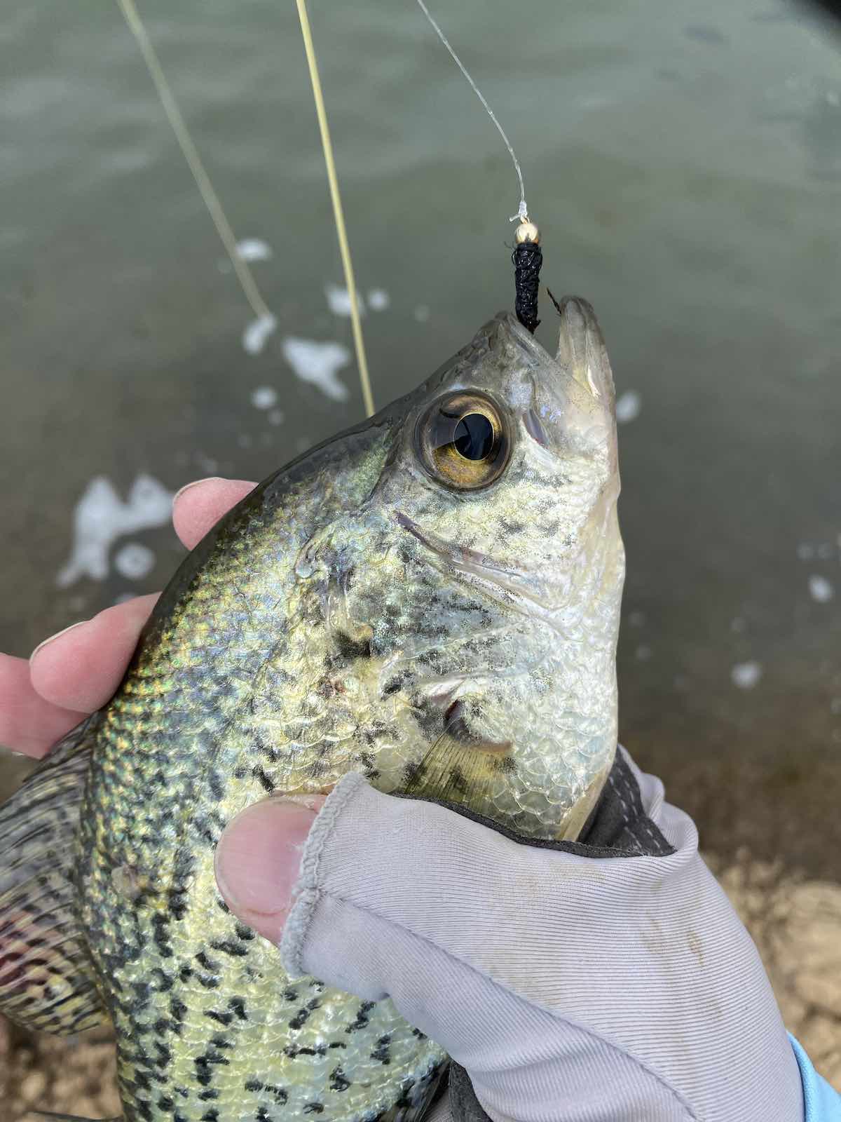 Crappie eats woolly bugger fly pattern