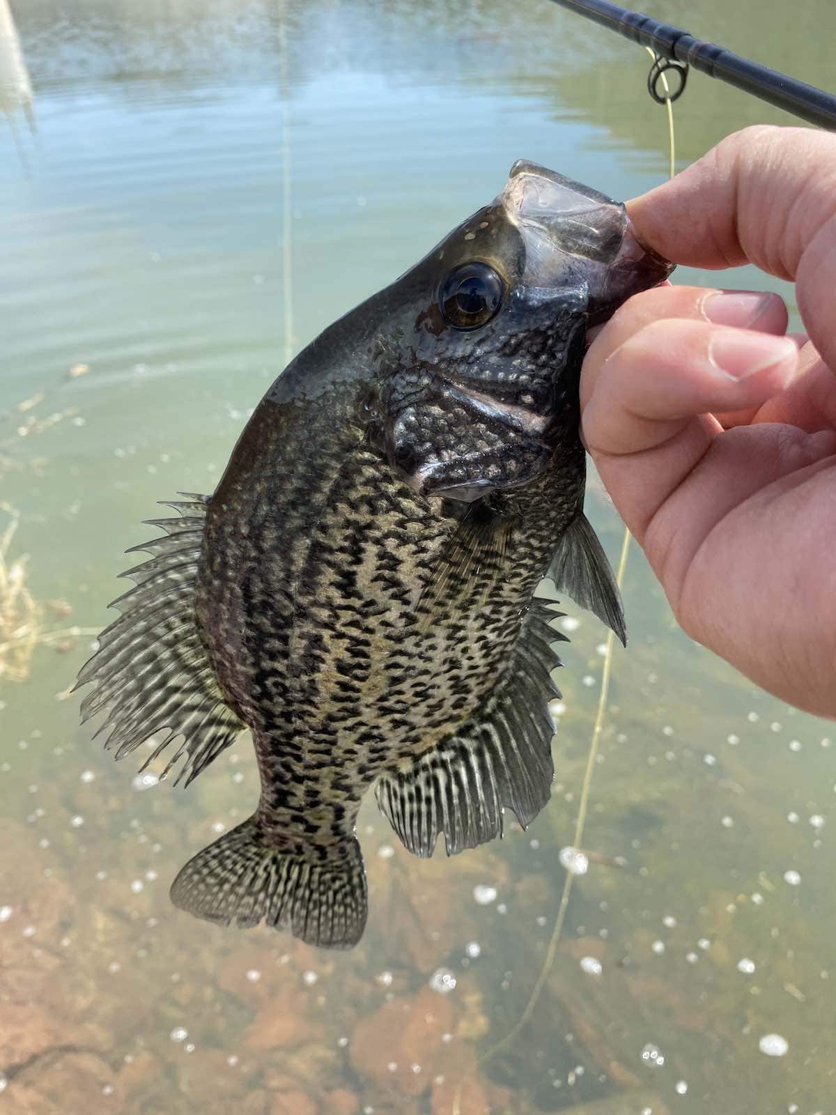 Black crappie caught on streamer near drop-off