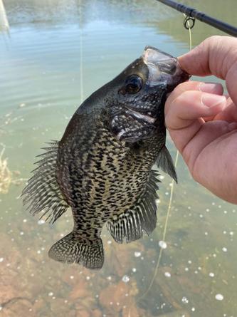 Fly Fishing for Crappies - Flies, Tactics, and Techniques