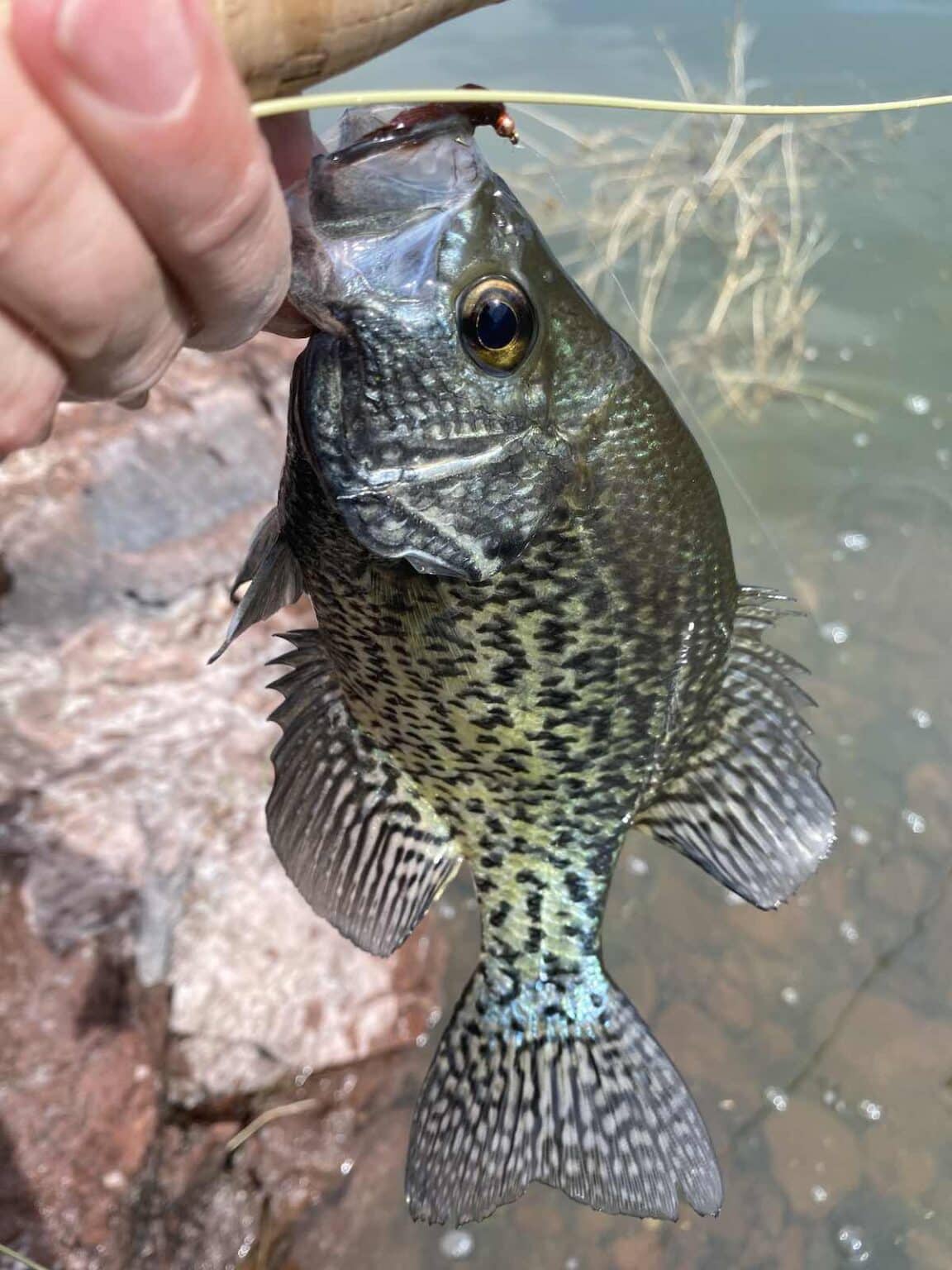 Fly Fishing for Crappies - Flies, Tactics, and Techniques | Sipping ...