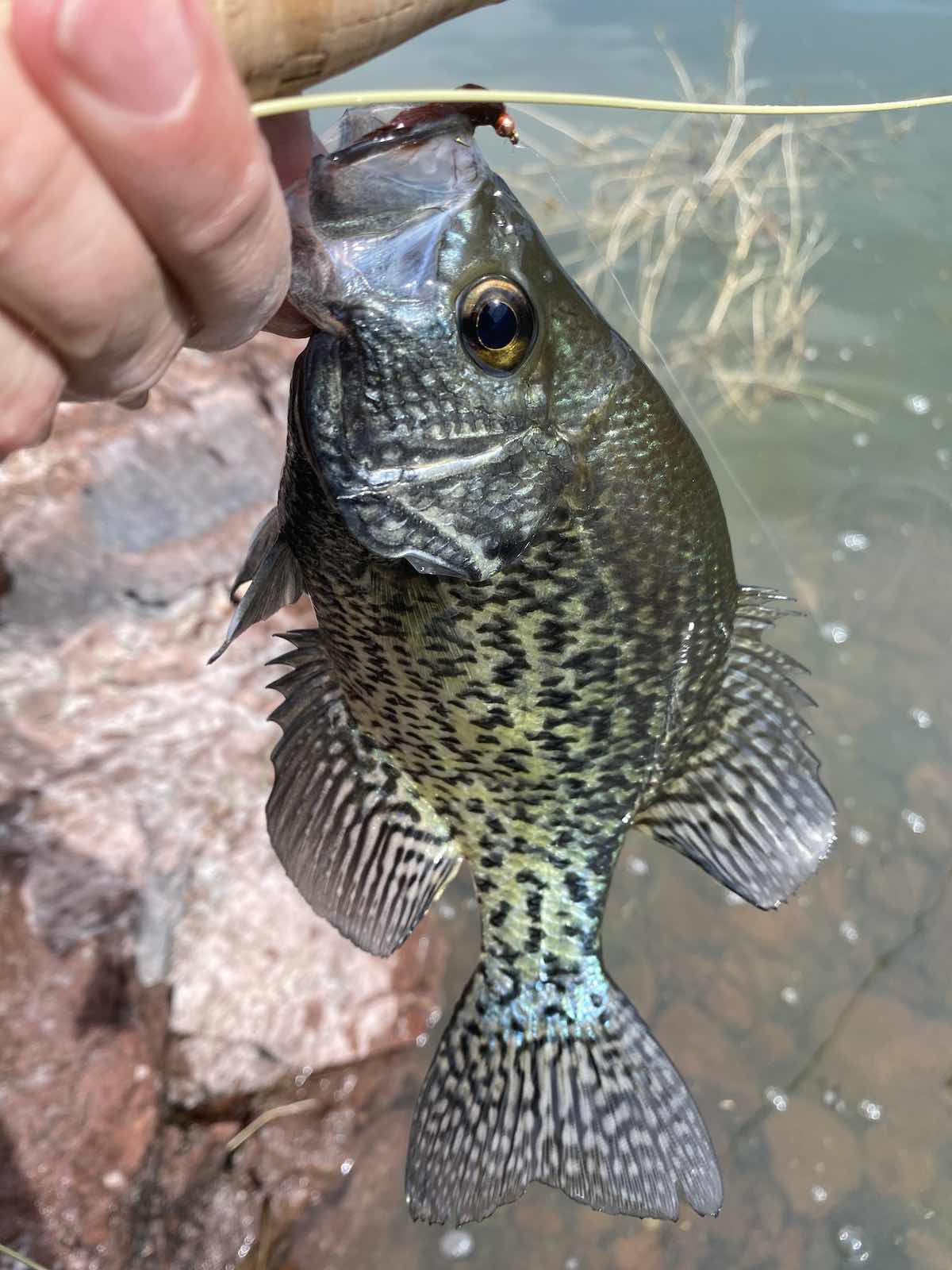 Black crappie caught on streamer while fly fishing at a reservoir