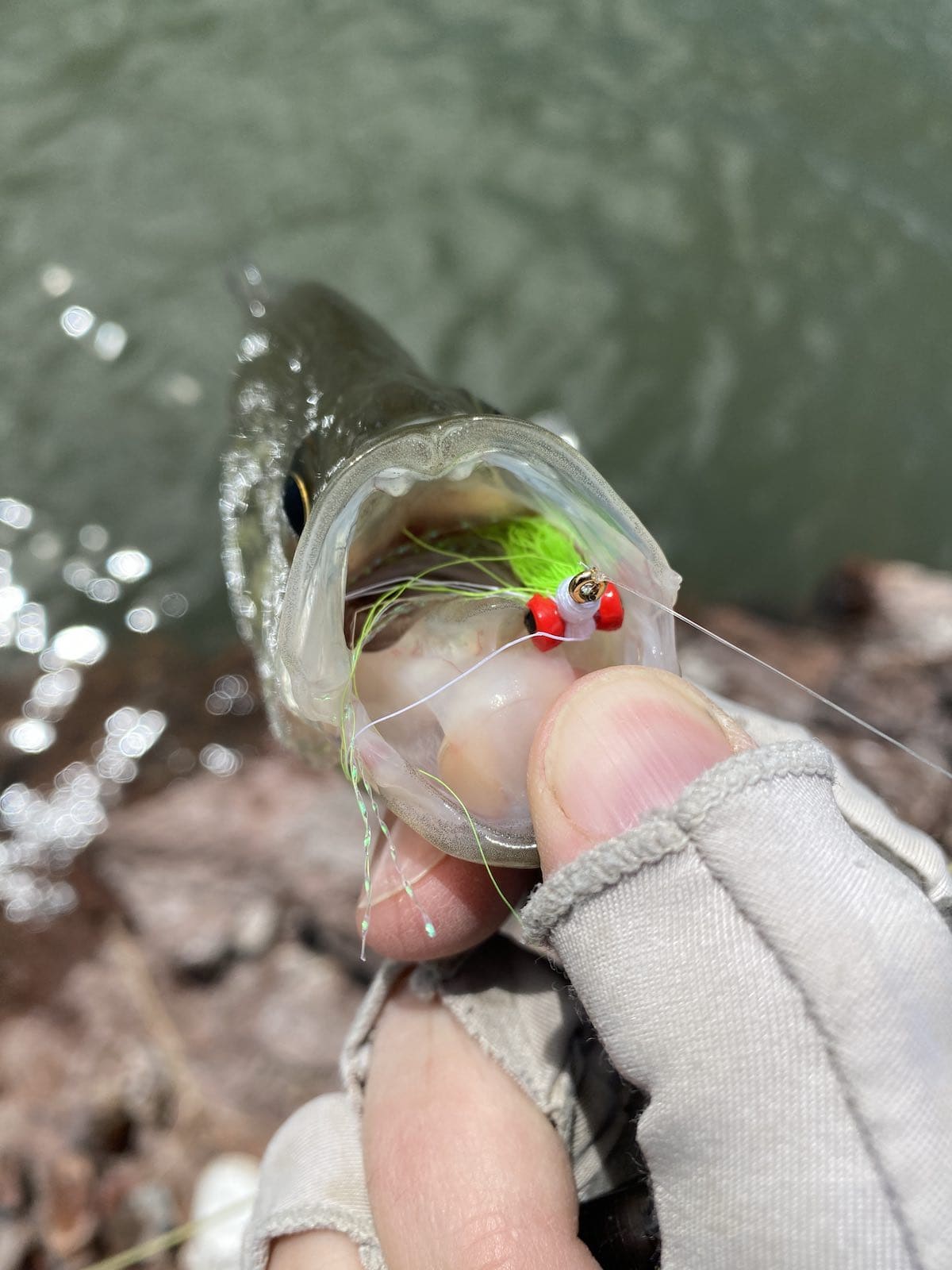 Black crappie with clouser streamer pattern in mouth