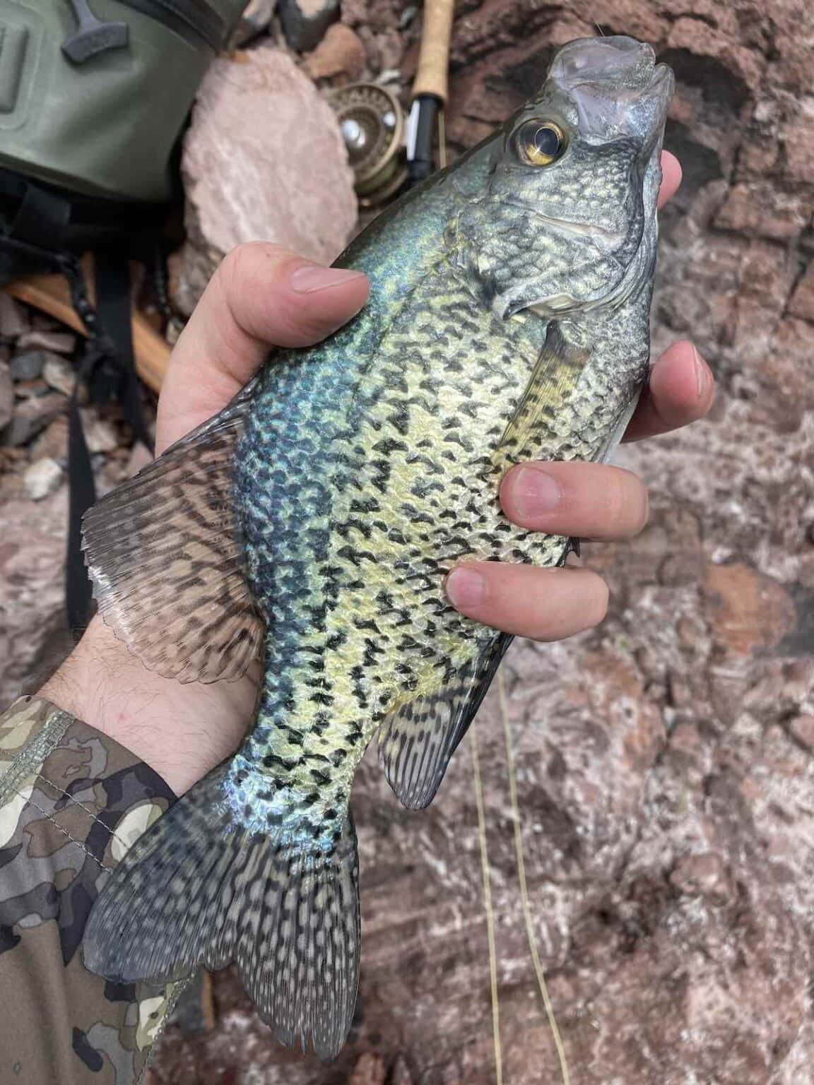 Fly Fishing for Crappies Flies, Tactics, and Techniques Sipping