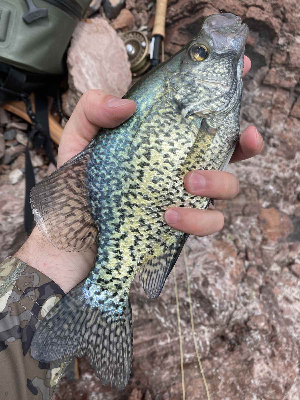 Black crappie caught while fly fishing in reservoir