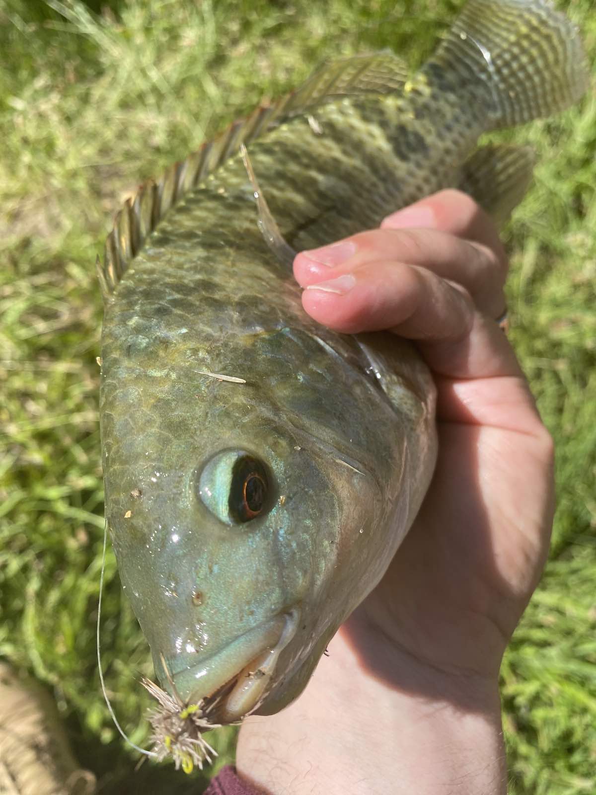 Big blue tilapia (Oreochromis aureus) caught with fly