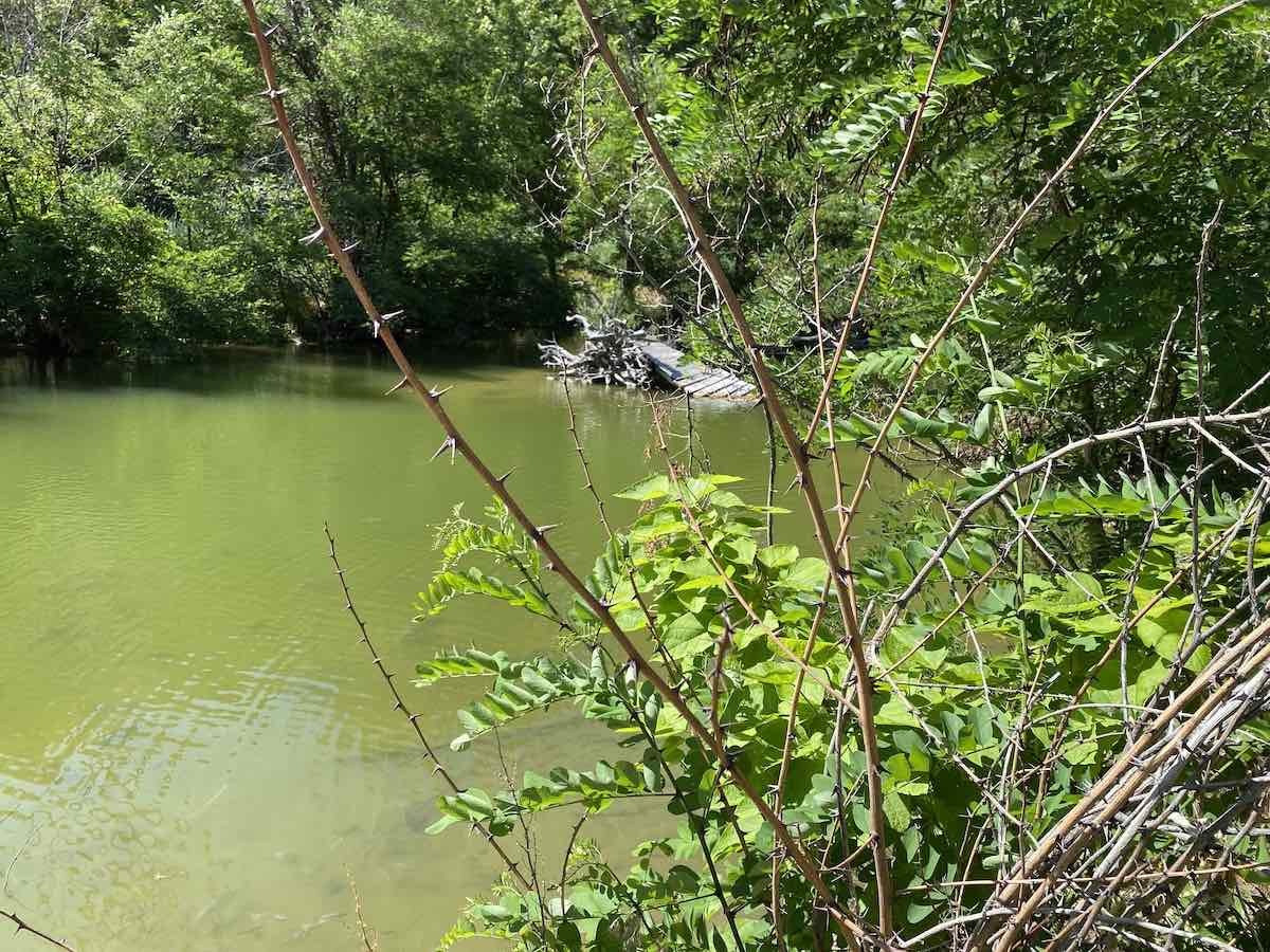 Pond fed by hot springs holds tilapia population