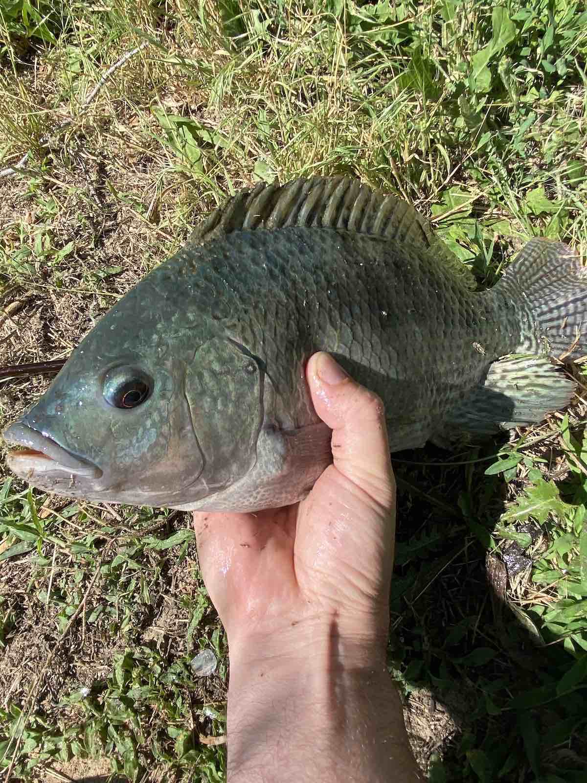 Large blue tilapia (Oreochromis aureus) caught with fly