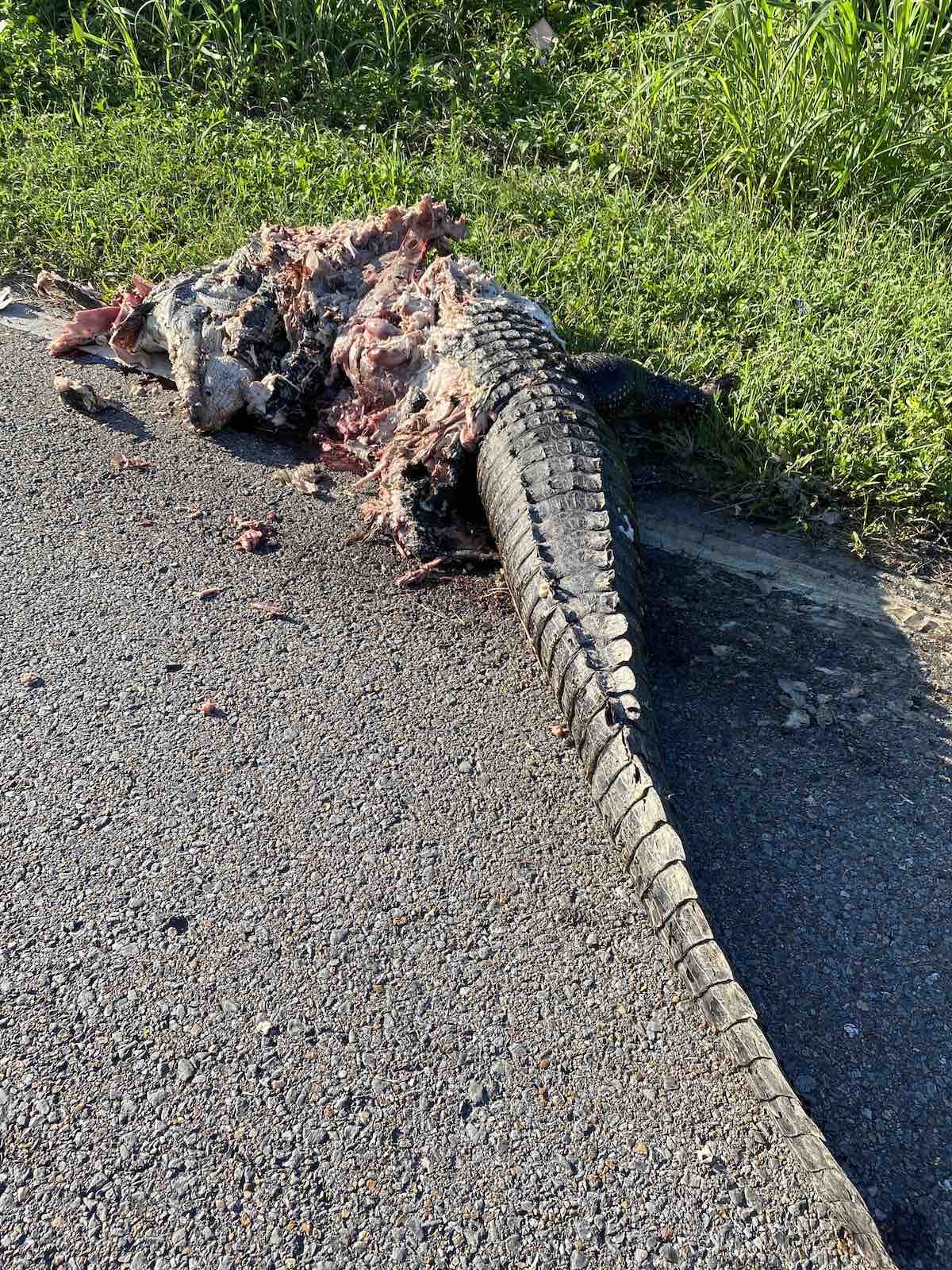 Alligator roadkill along the Gulf of Mexico Coast