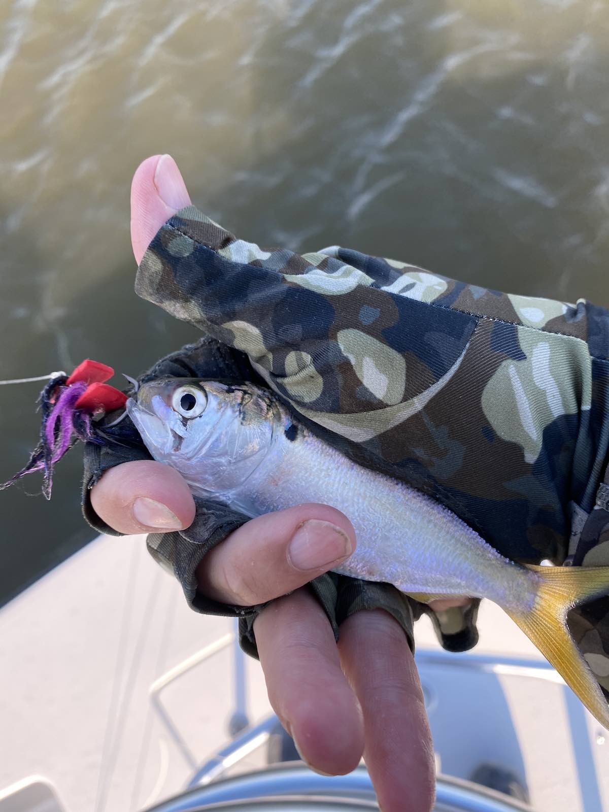 Menhaden baitfish caught on fly