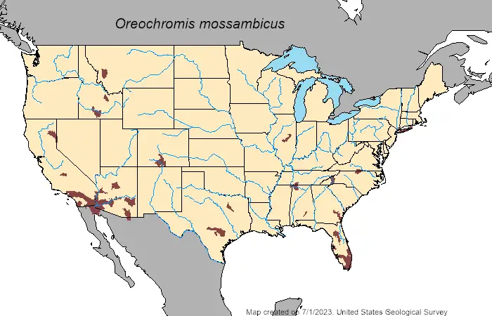 Mozambique tilapia (Oreochromis mossambicus) US range map
