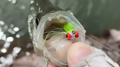 Crappie fly fishing article