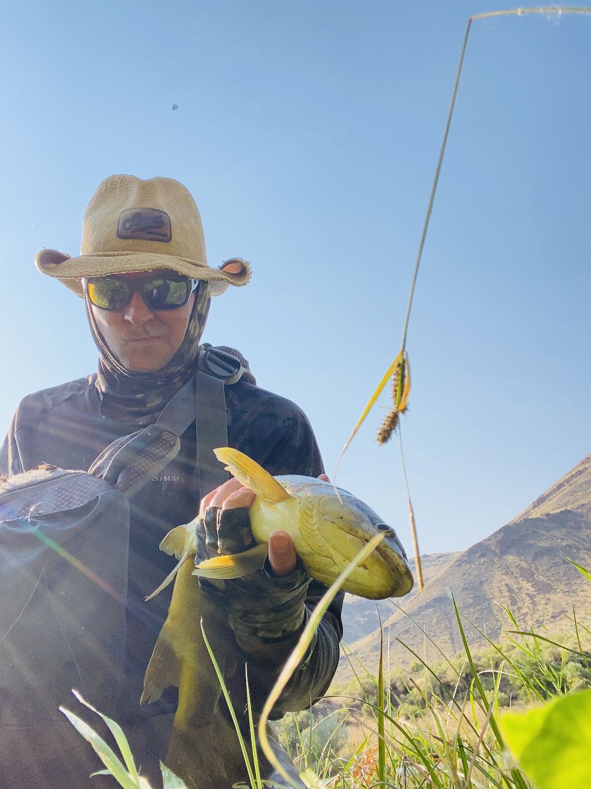 Giant brown trout caught while fly fishing with size 22 dry fly