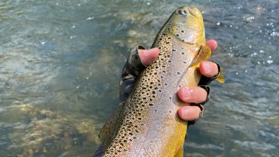 How to fight big fish on a fly rod article