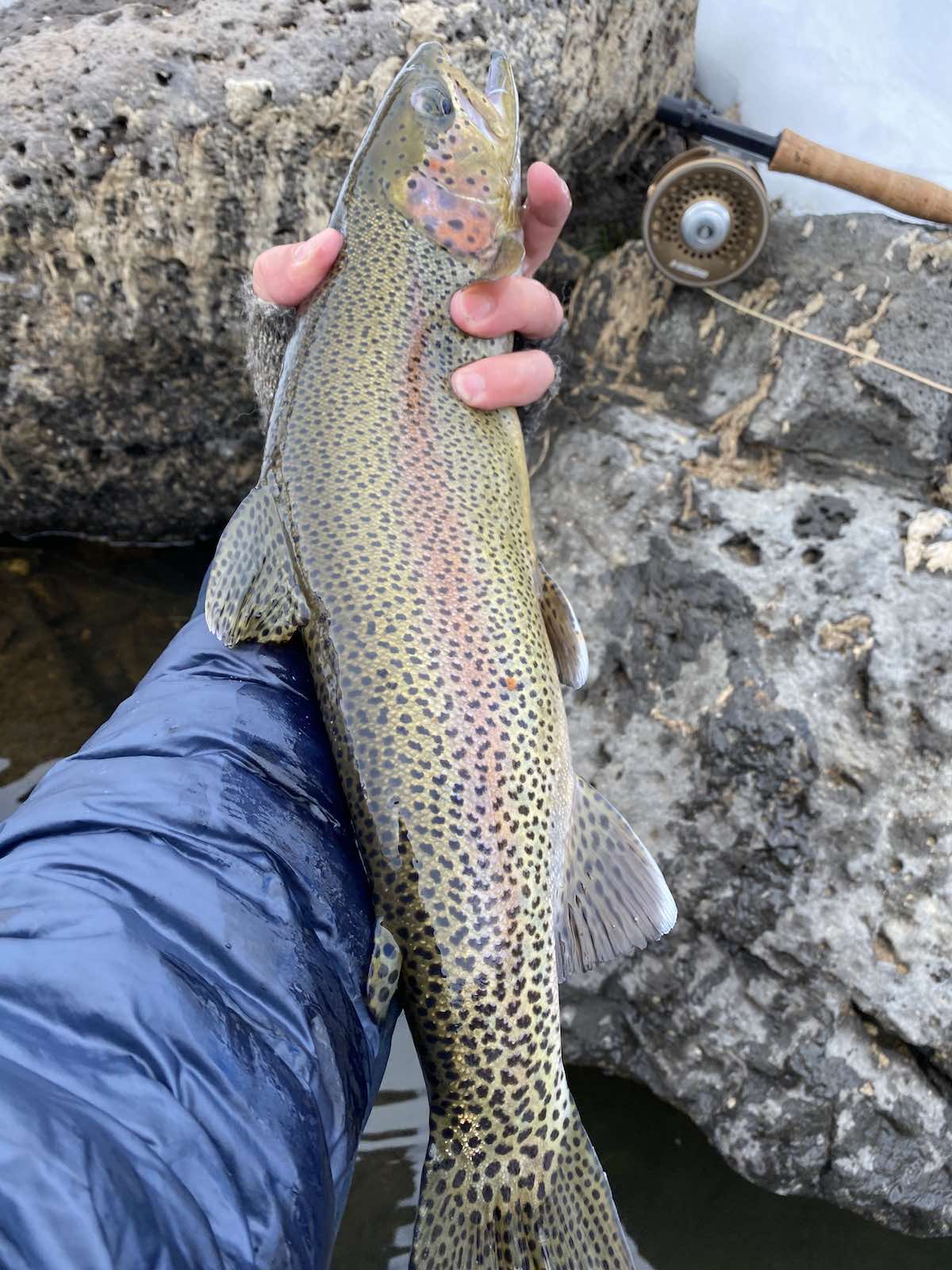 Rainbow trout caught in January