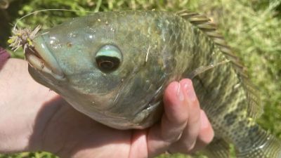 Tilapia fly fishing article