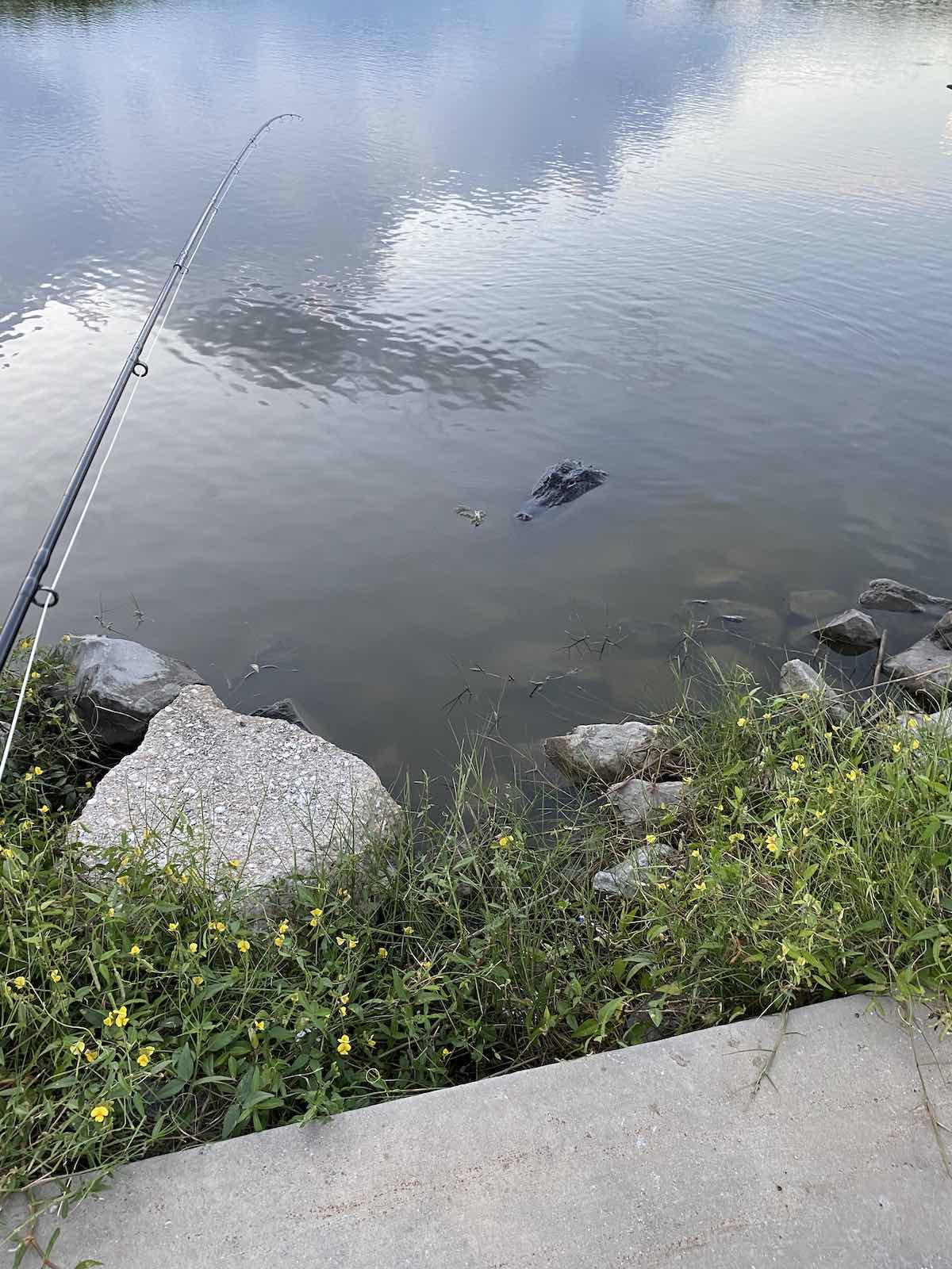 American alligator floating next to my fly line in Louisiana