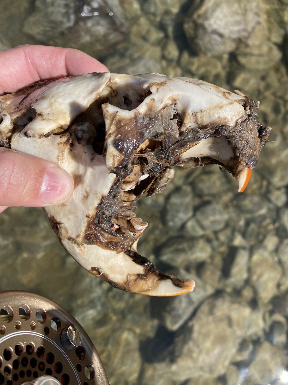 Beaver skull found in river