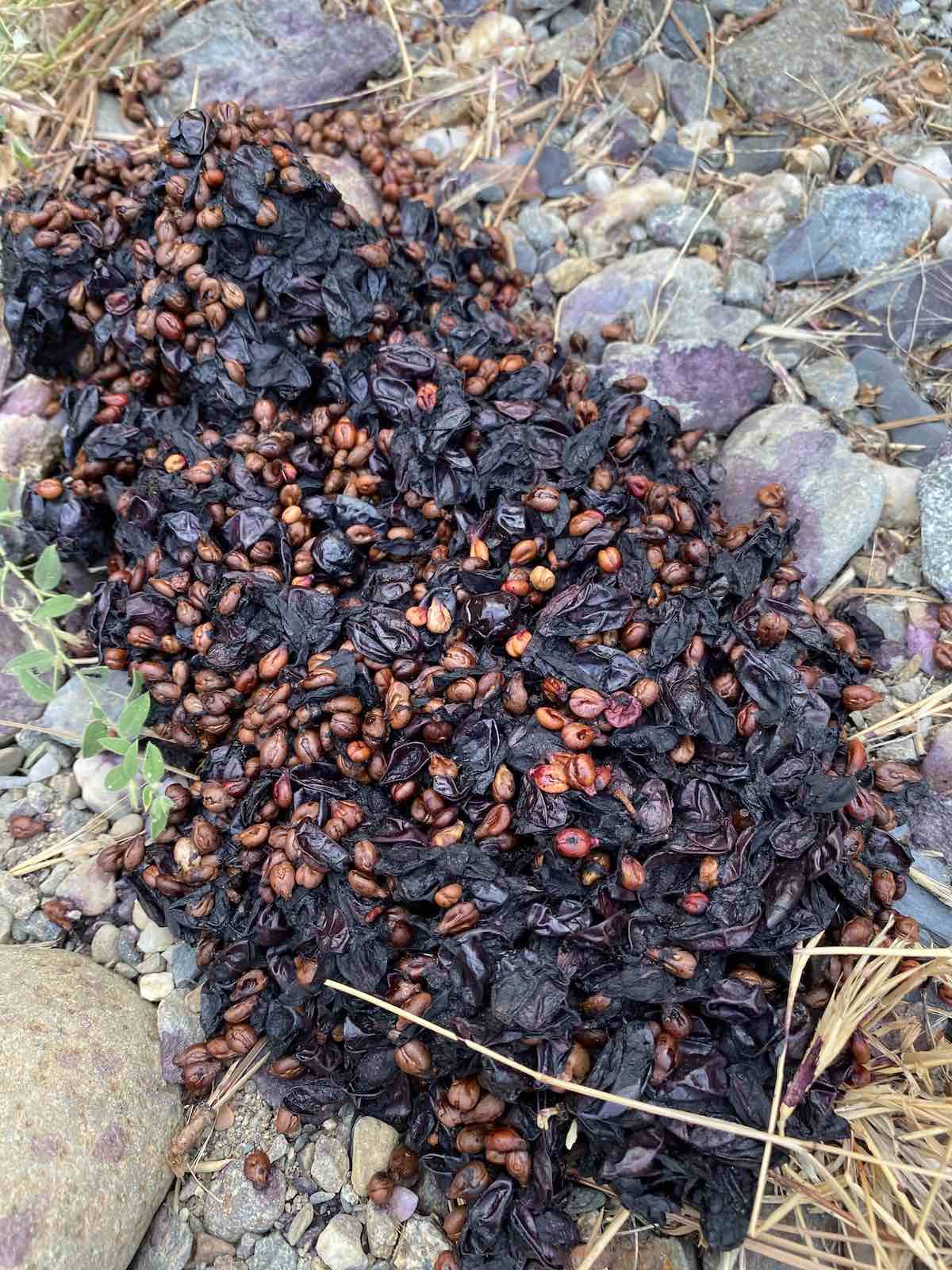 Black bear scat