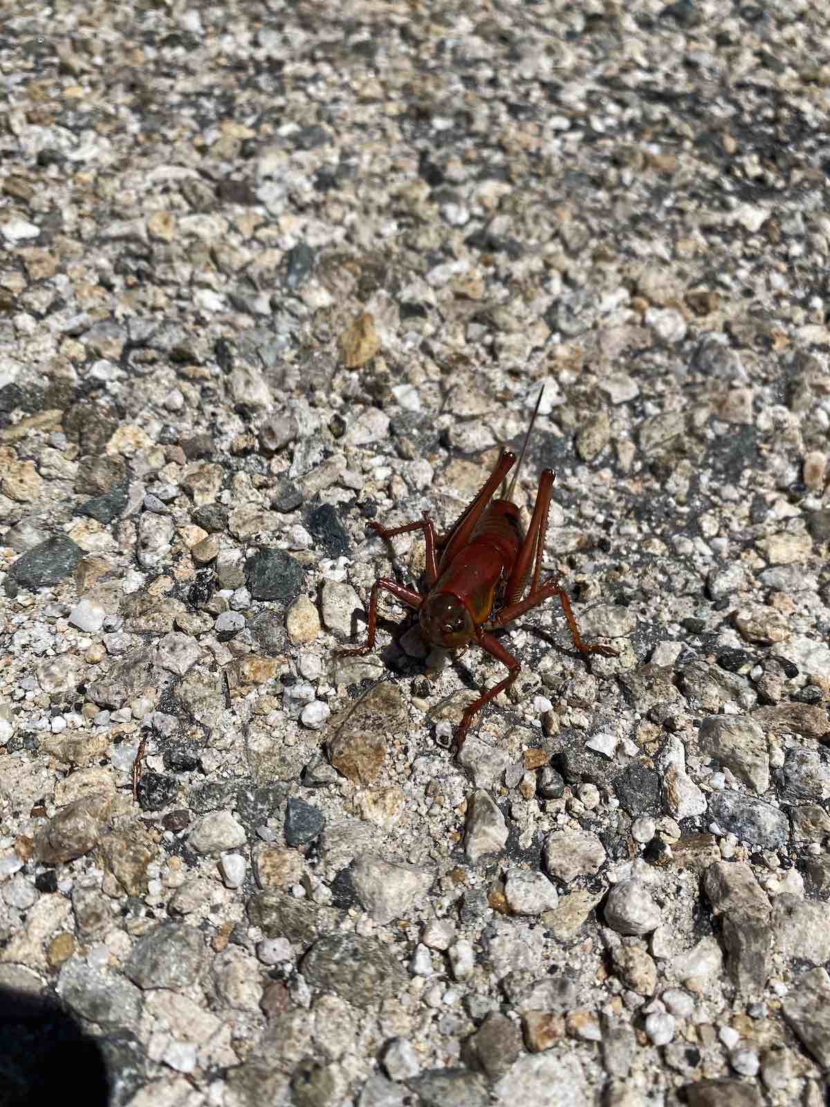 Large mormon cricket in Idaho (Anabrus simplex)