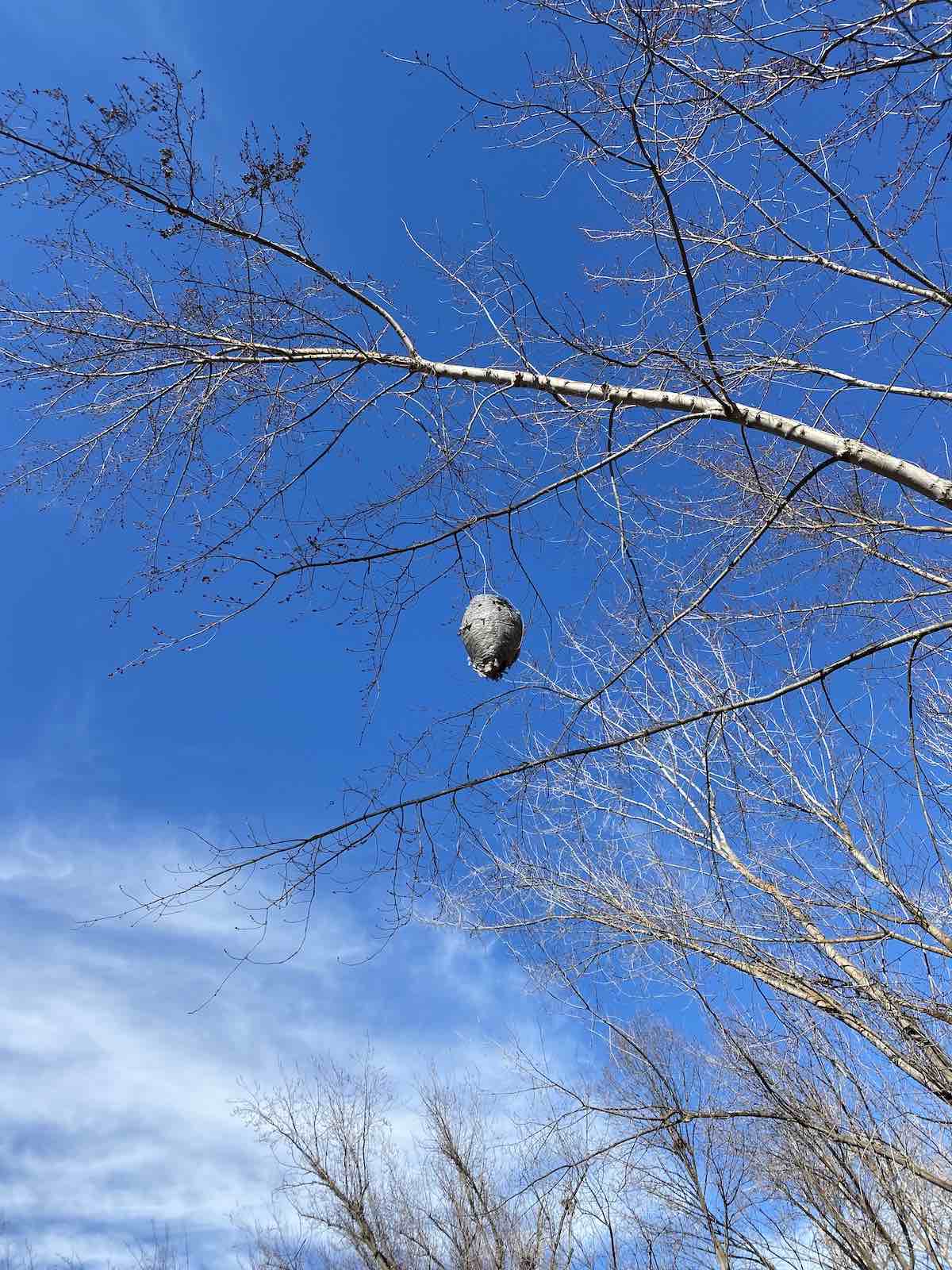 Large bee hive in tree in western US
