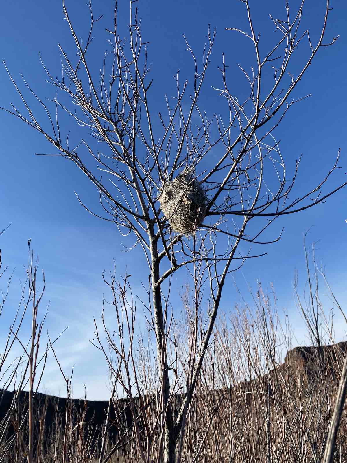 Large bird nest in tree