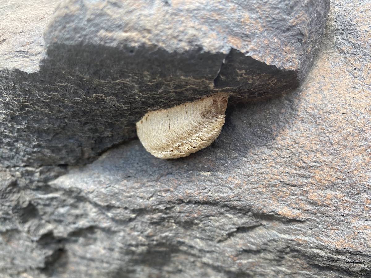 Praying mantis ooth egg case in nature