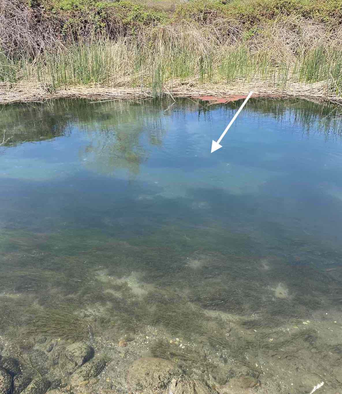 Giant sturgeon in small creek