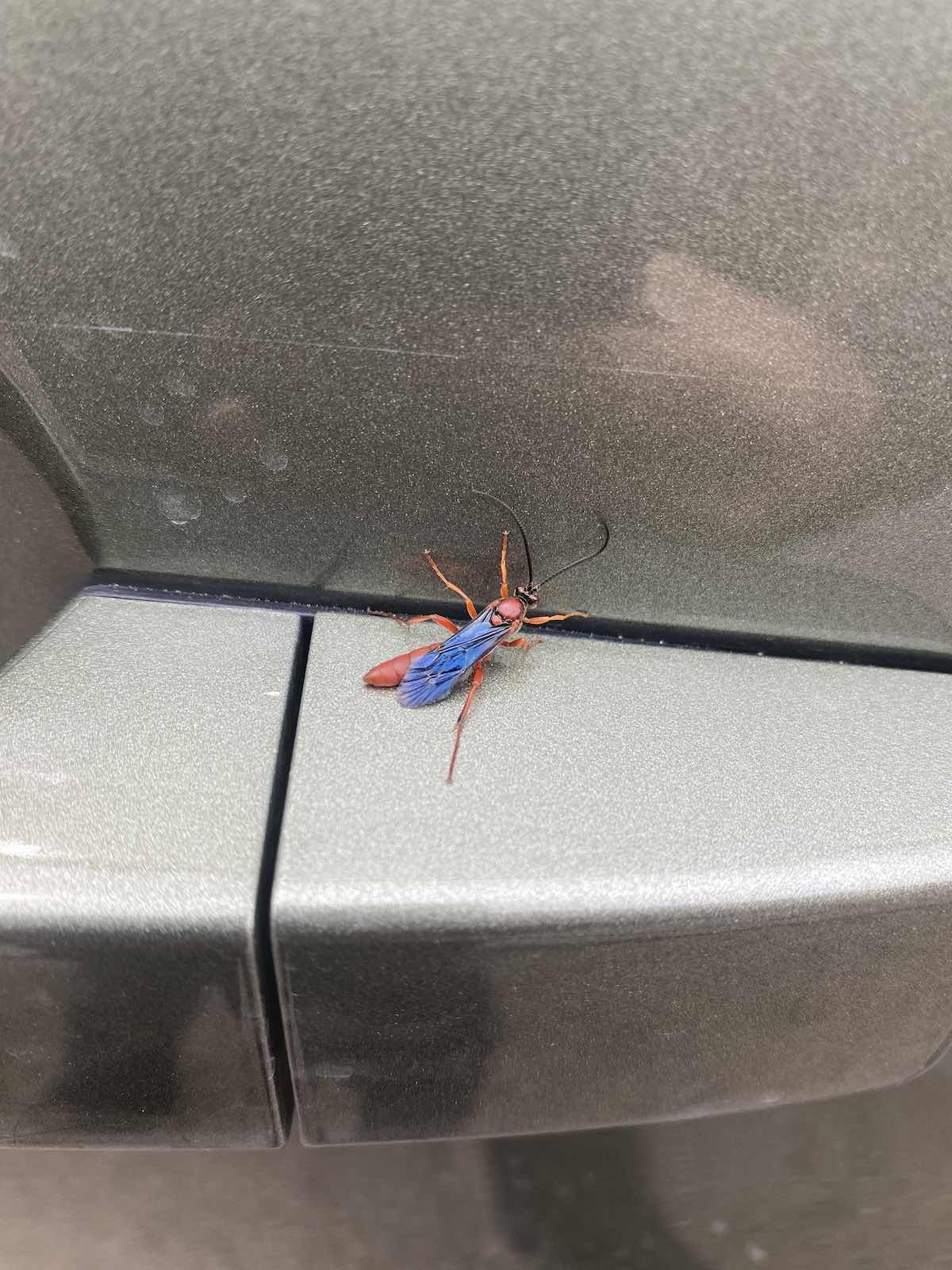 Spiderman insect