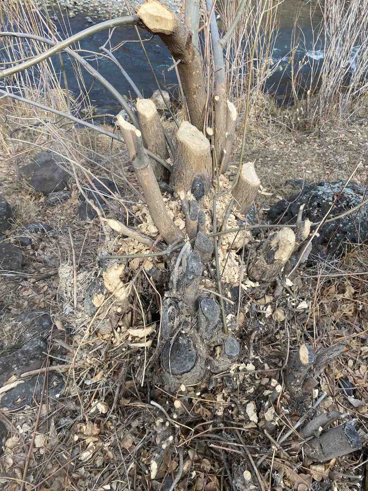 Tree that was cut down by beavers