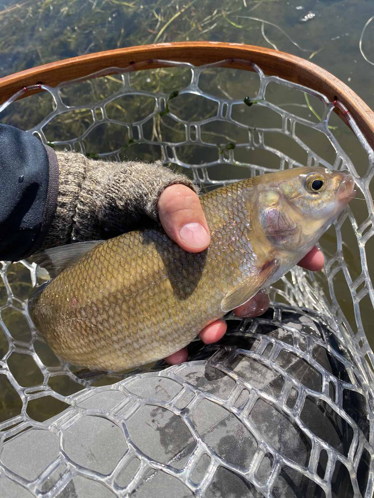 Large whitefish caught on prince nymph pattern
